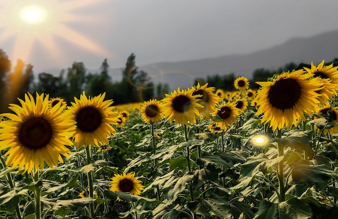 Sunflower and soybean production is expected to increase in Ukraine